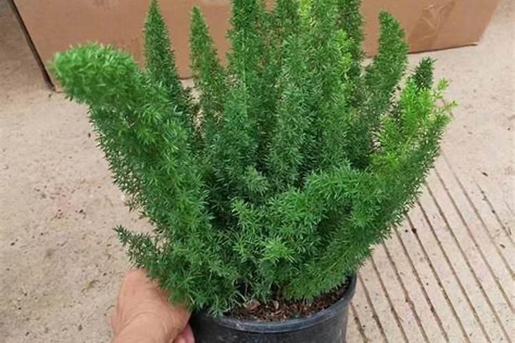 腐植酸肥料有哪些