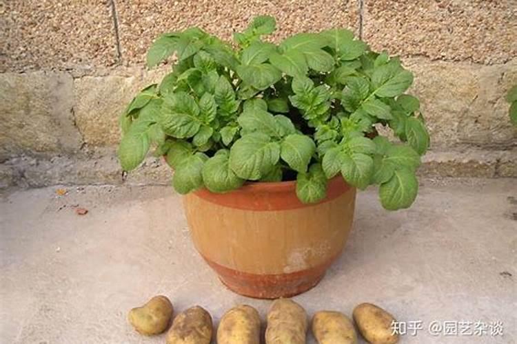 土豆开花后施什么肥料