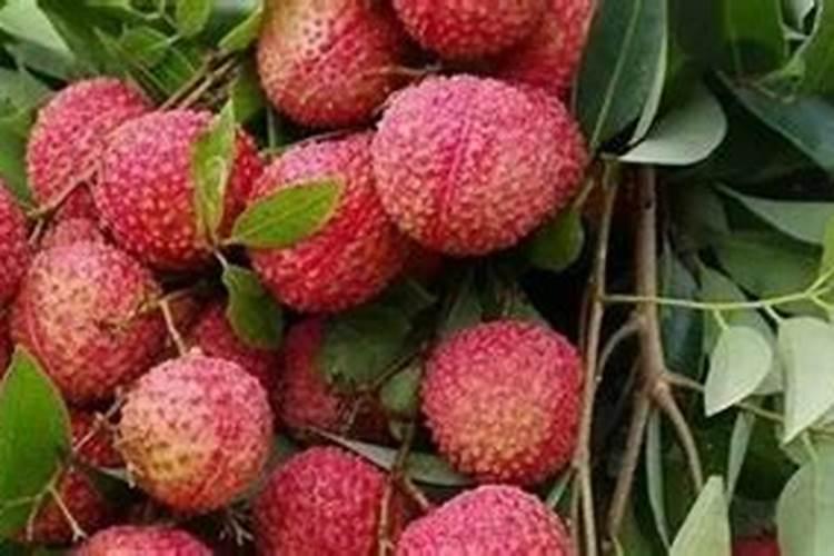 想问荔枝专用叶面肥什么好