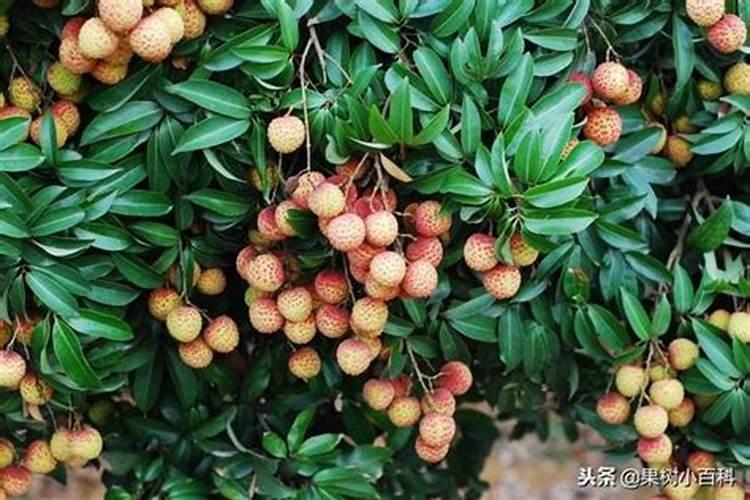 荔枝专用叶面肥什么好