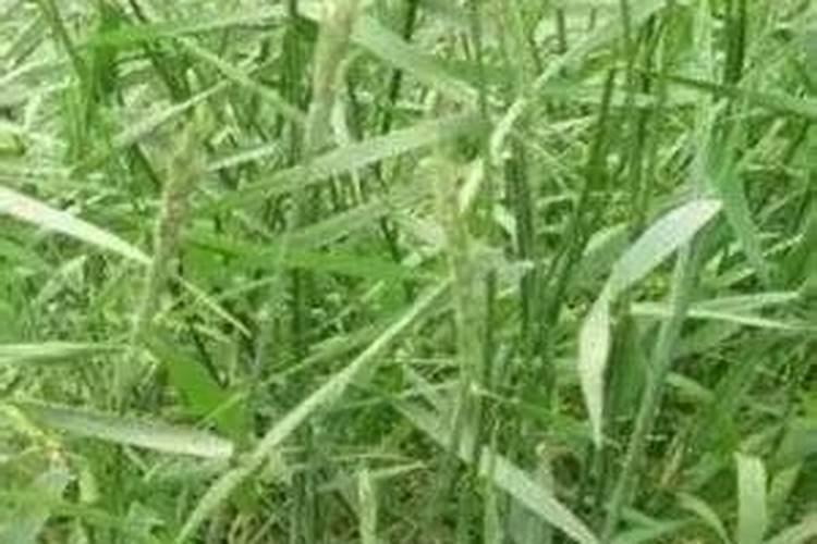松树皮种兰花需加土吗
