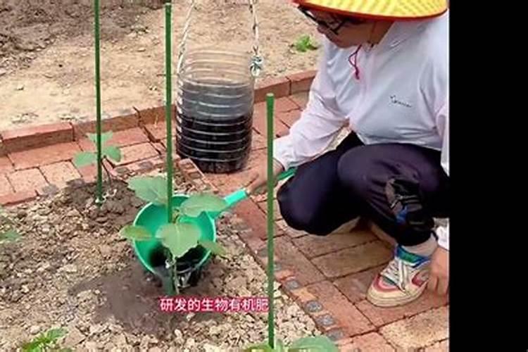 一般的蔬菜瓜果要用到什么肥料