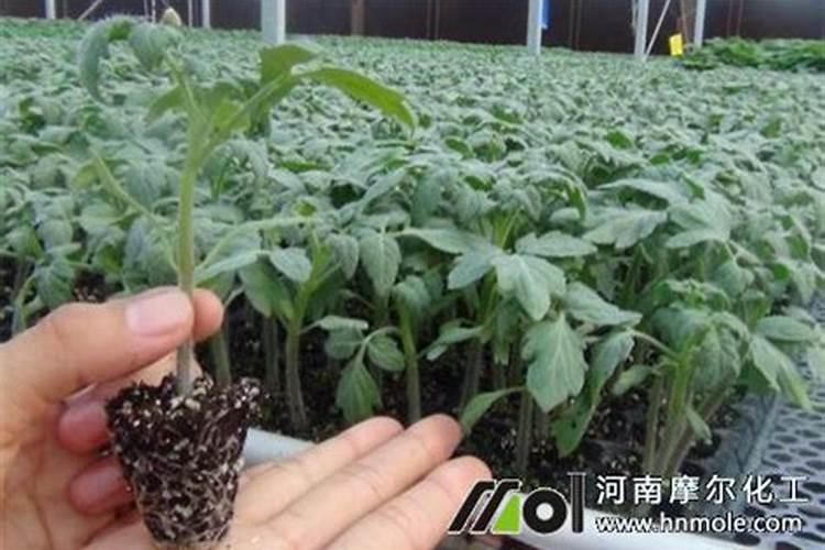 怎样在蔬菜上喷施叶面肥？ 代森锰锌在农业上的使用及注意事项