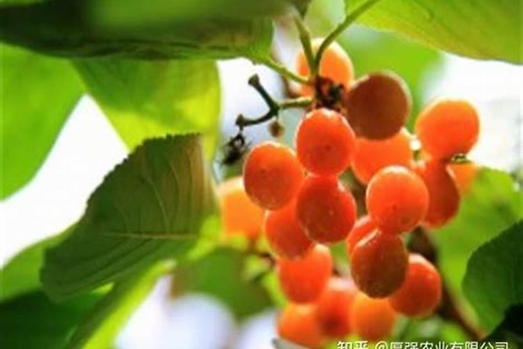 黄瓜叶子发黄是什么原因怎么办？(
