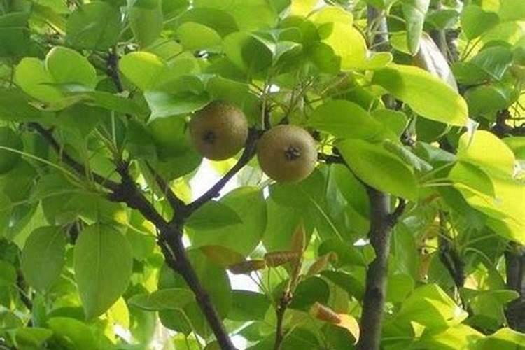 黄冠梨现在挖树上肥料好吗？