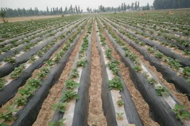 红薯怎么种植高产 你知道红薯怎么种植高产吗