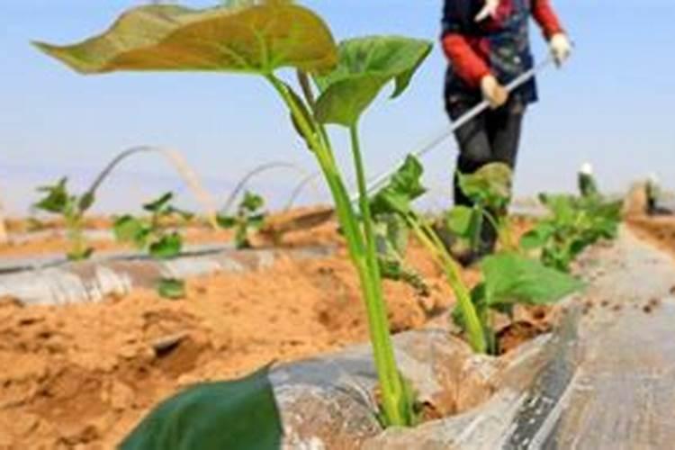种红薯用什么肥料做底肥