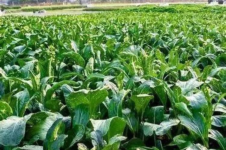 大豆追肥用什么肥料好