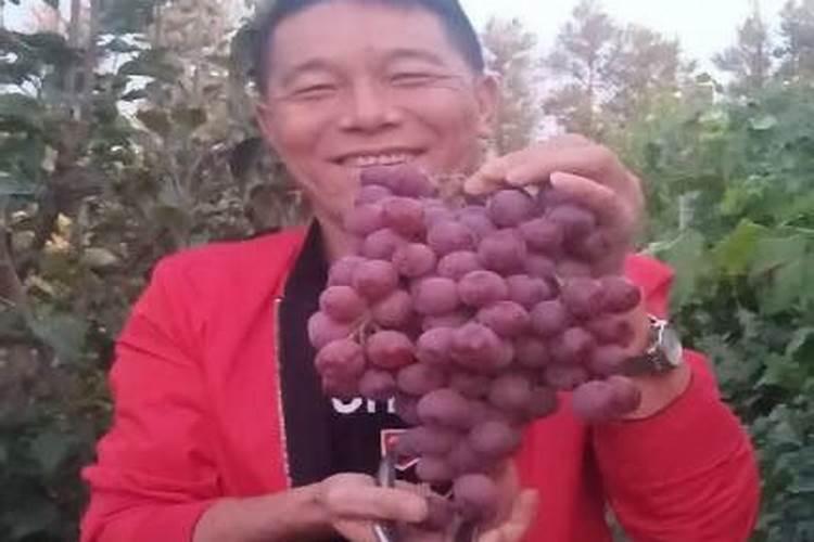 萄葡树用什么肥料
