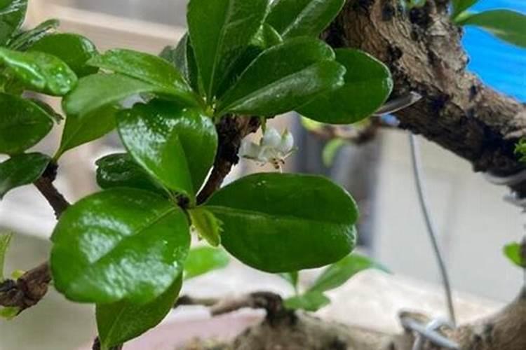 山茶花肥料的制作和使用方法