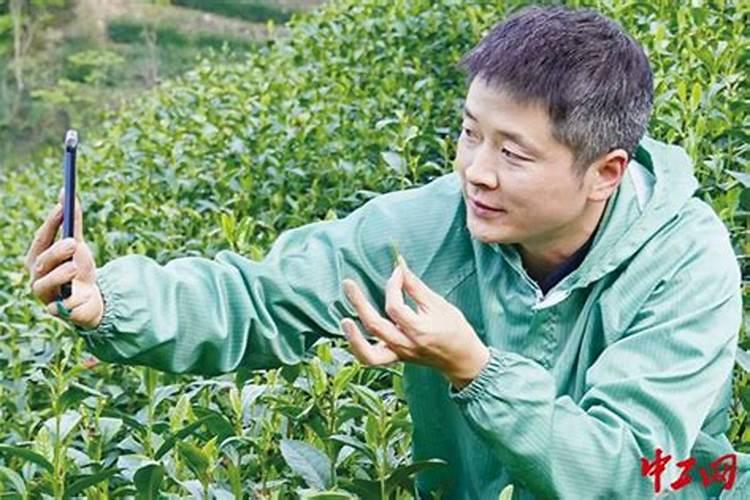 山茶花浇什么肥料合适
