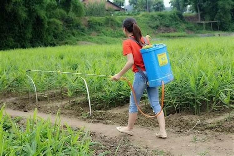 打完叶面肥多久可以打除草剂