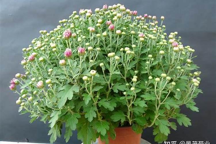 菊花花期需要施肥吗