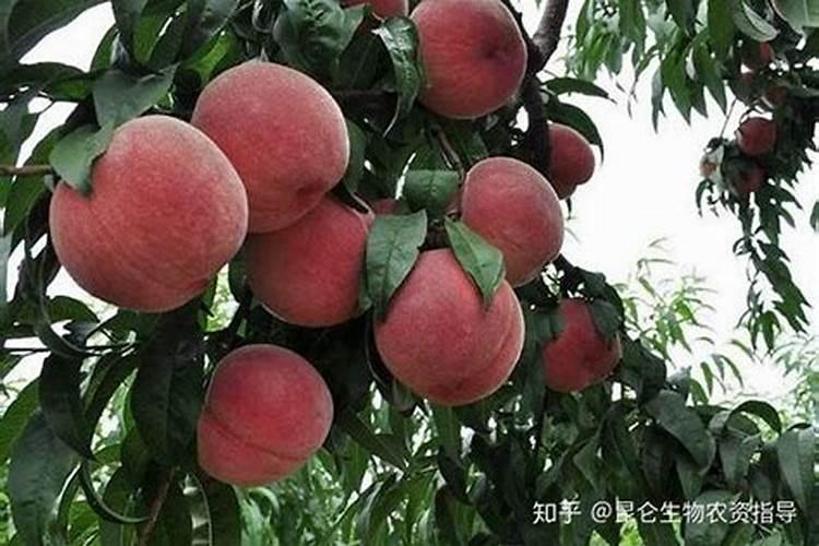 桃树的施肥技术桃树施肥技术要点