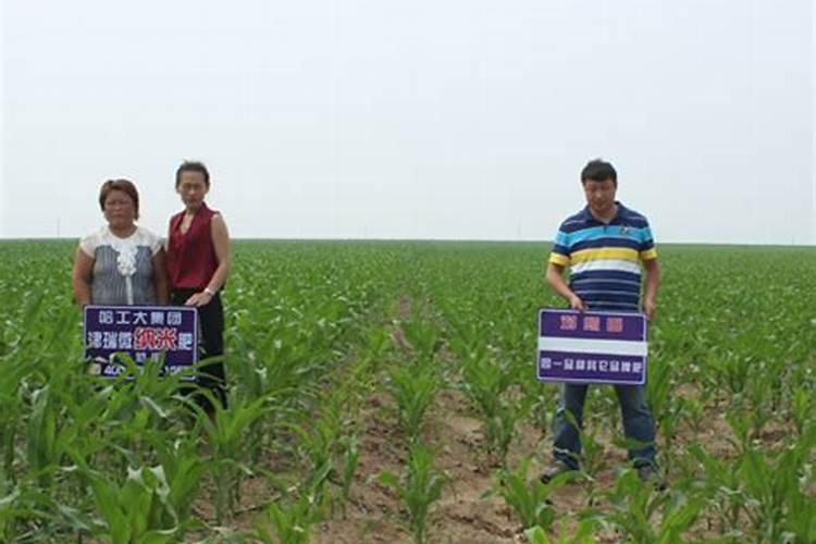 种玉米使用什么化肥好