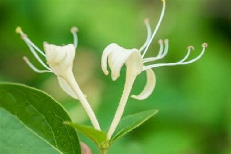 金银花追肥用什么肥料好,金银花施什么肥