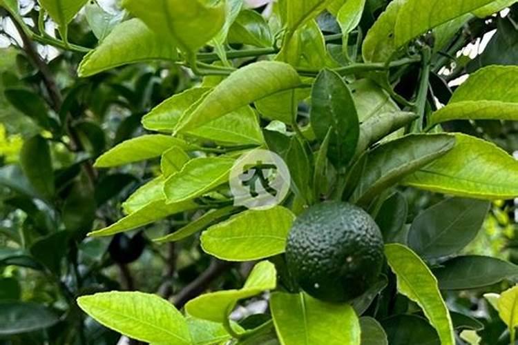 豆角能用硝酸铵钙肥料吗视频？