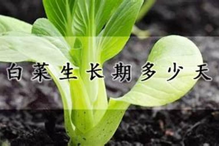 火龙果开花要施什么肥