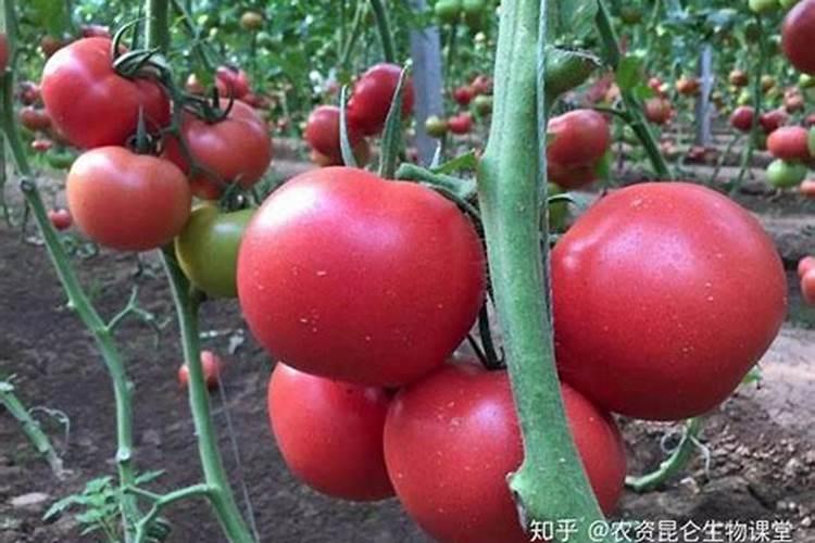 番茄打什么药好