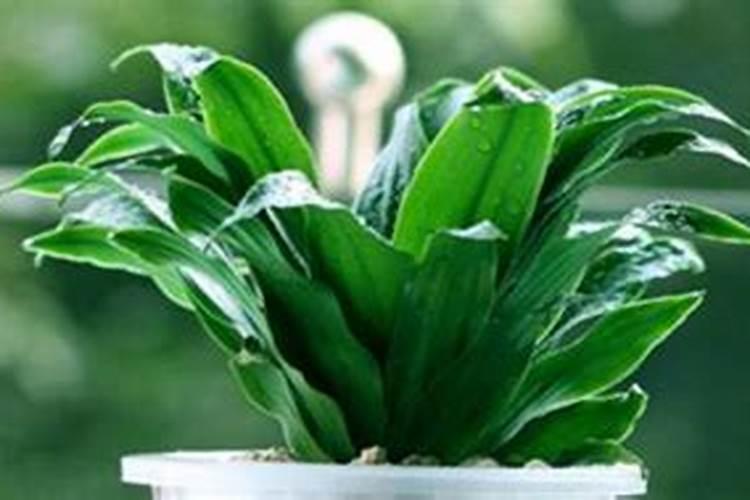 槟榔种植技术与栽培管理