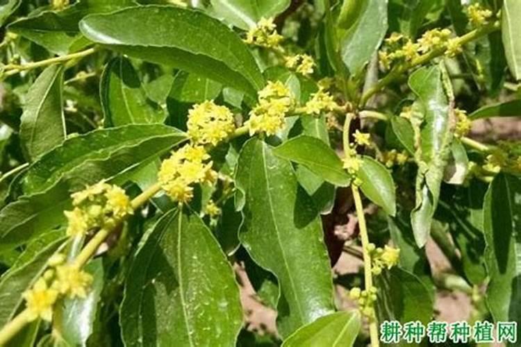 乙醇在检验鱼粉中有什么作用