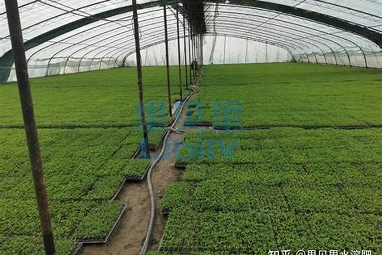 新移栽的苗木,生根剂多久用一次