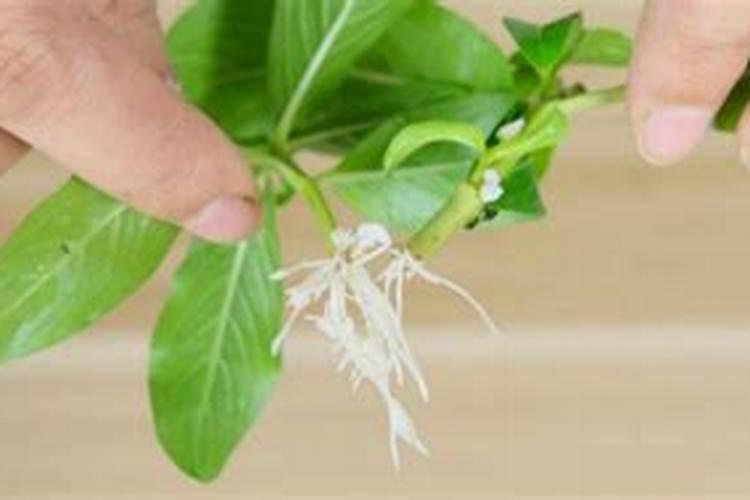 生根粉能浇花吗