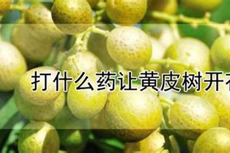 黄皮树什么时候崔花？