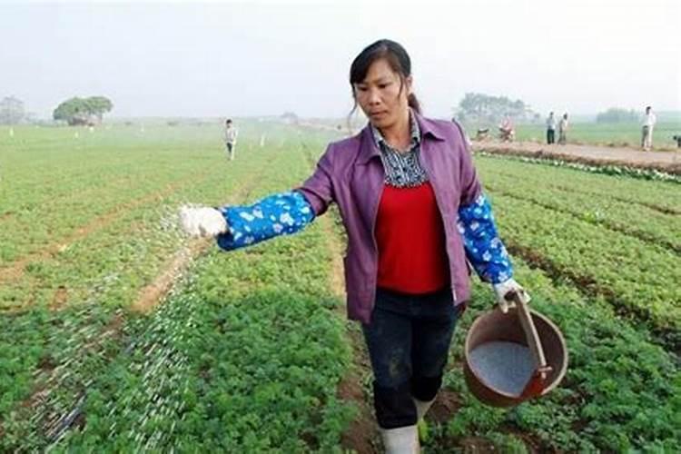 菖蒲怎么施肥