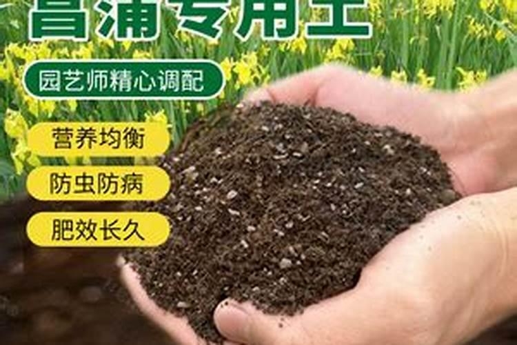 菖蒲的养殖方法及注意事项