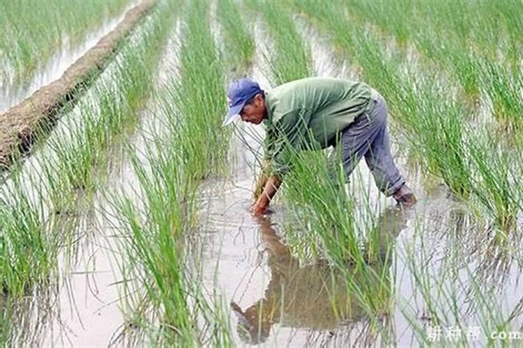 马蹄用什么肥料最大个 附马蹄的种植技术