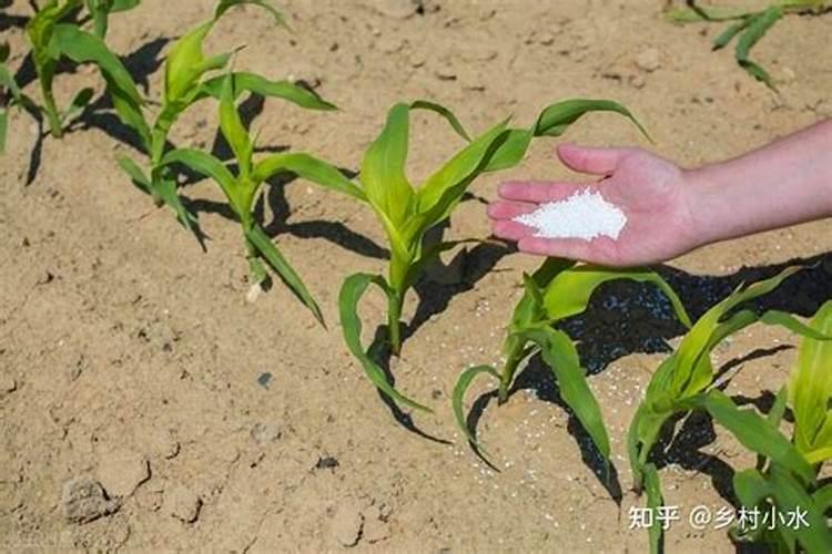 玉米苗期施肥的正确方法