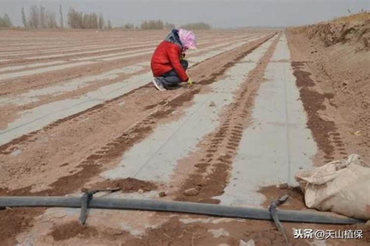 想要大面积种植豆角,豆角的水肥管理技术要点有哪些？