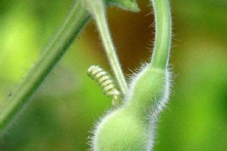 天脊硝酸磷肥80斤多少钱一袋