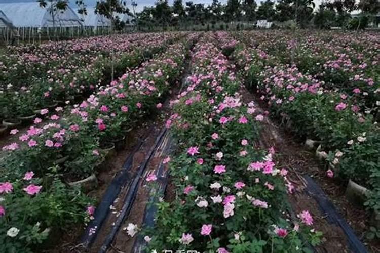 月季花施肥方法 怎样给月季花施肥