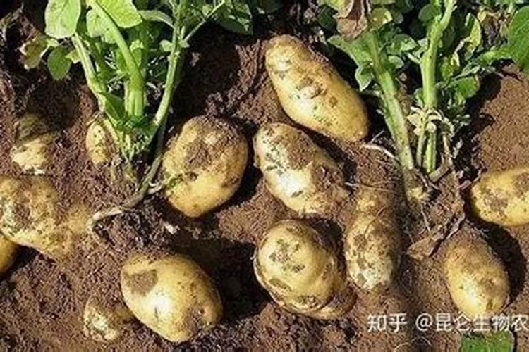 土豆用什么肥料作底肥？底肥用哪种肥料有膨大效果？