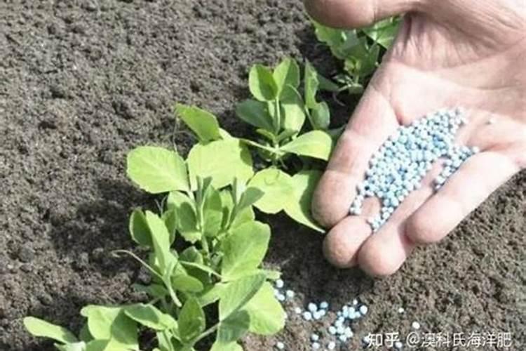 撒了肥料多久播种