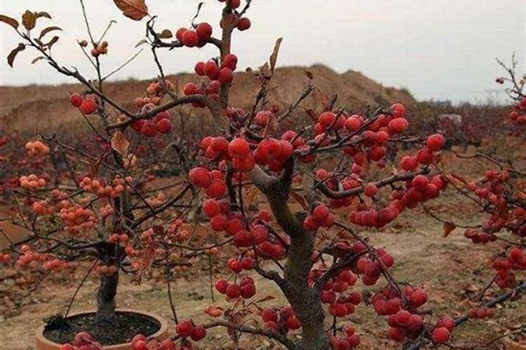 果树后期怎么施肥？