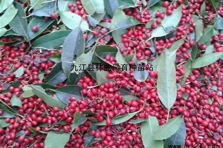 冬青树用什么肥料长得好？