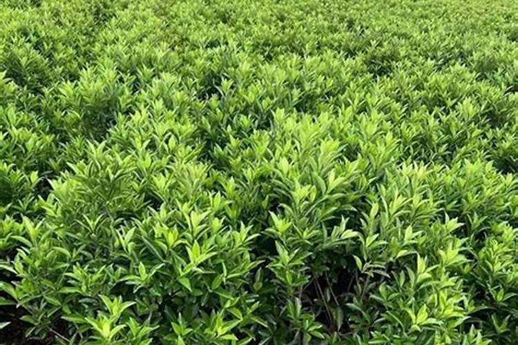 冬青树用什么肥料长得好