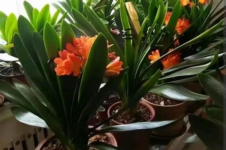 君子兰要在什么季节施肥