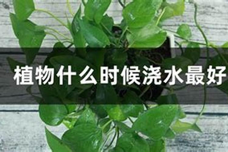 鱼蛋白水溶肥可以浇什么花？