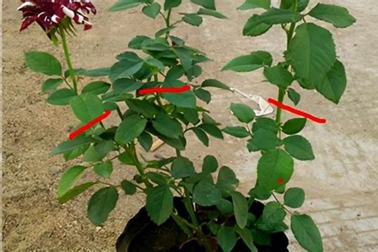 花卉生根用氮肥还是磷肥,花卉施氮肥最好的方法