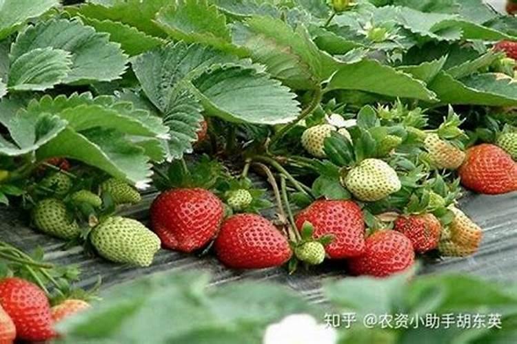 草莓得了枯黄萎病用什么要最好那？有谁知道啊？