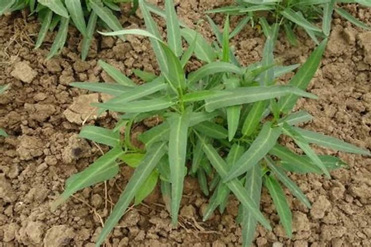 空心菜施肥用什么肥料