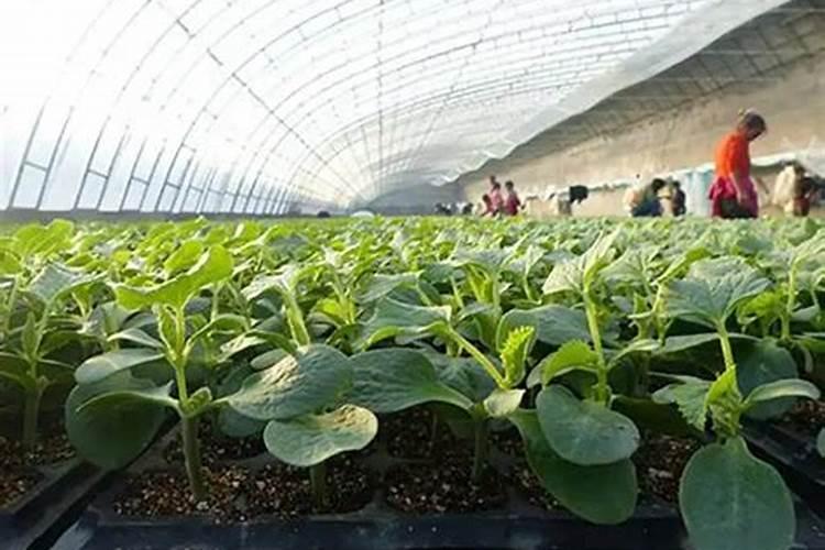 辣椒育苗土为什么要加大氮、磷肥的用量？