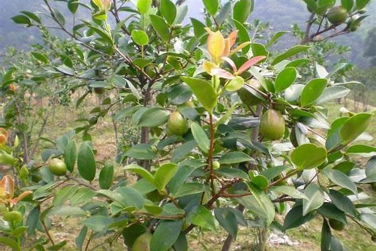 油茶树施什么肥比较好(种植油茶树施什么肥料长得快)