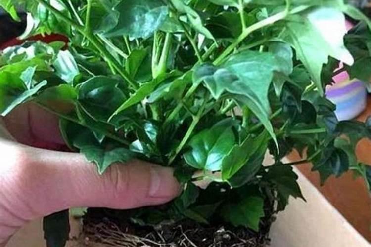 鱼蛋白肥料制作方法