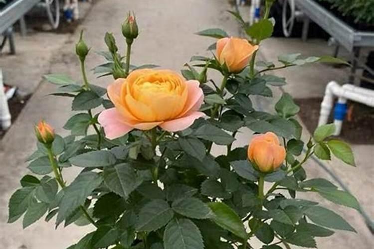 月季过冬这三点重要如何不影响来年开花