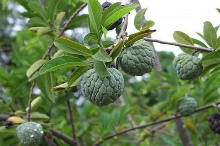 释迦果树怕冻吗
